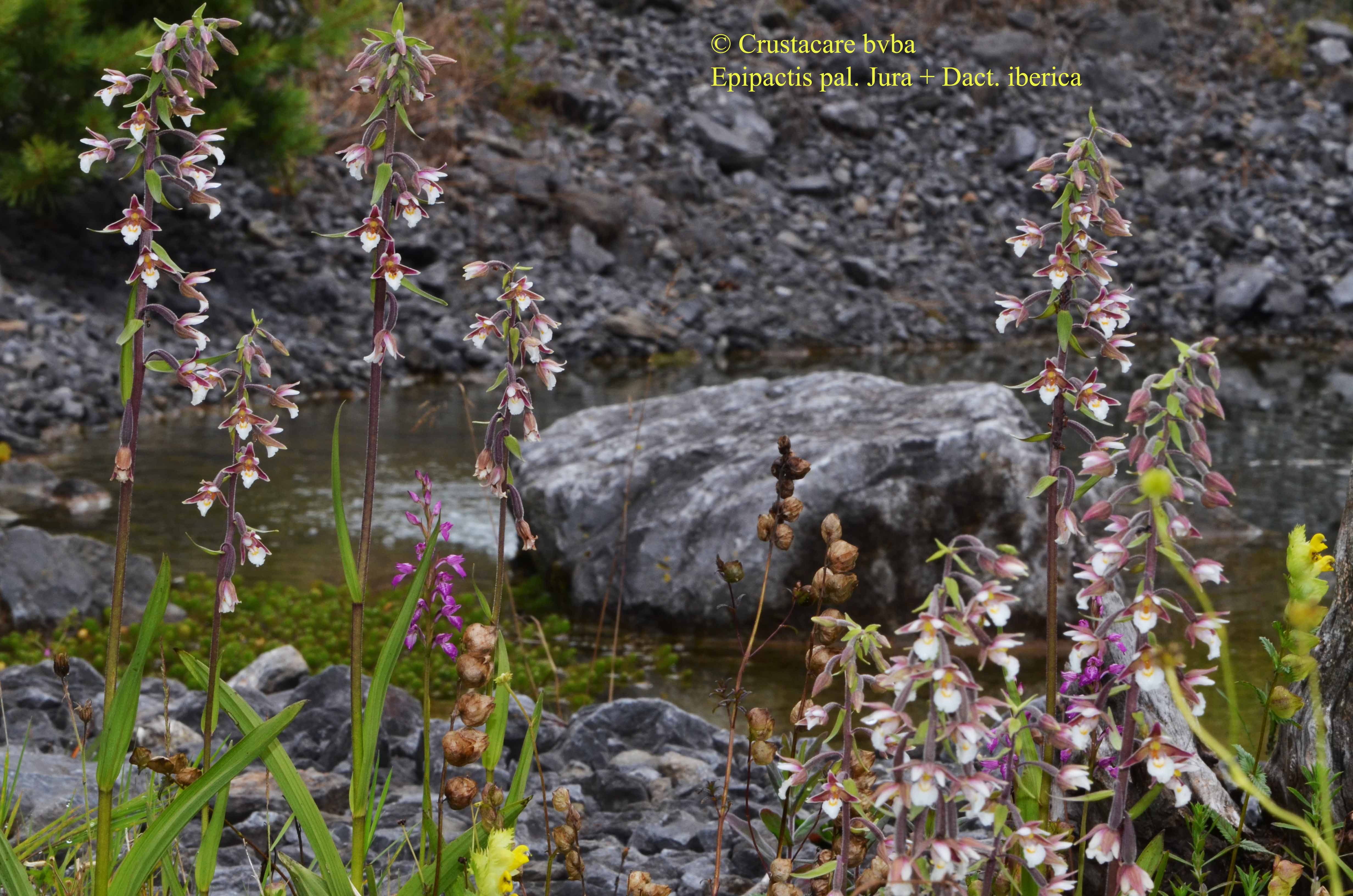 Albiflora.be iberica Albiflora is a division of Crustacare